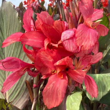 Canna haut 'Champion' - Canna indica | Achat direct au producteur