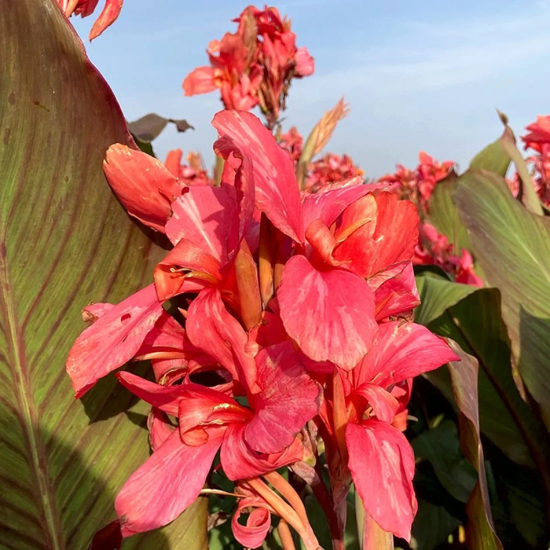 Canna haut 'Champion' - Canna indica | Achat direct au producteur
