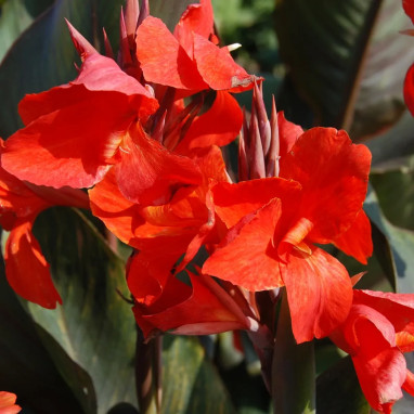 Canna 'Grandiose' - Balisier 100 cm | Achat direct au producteur
