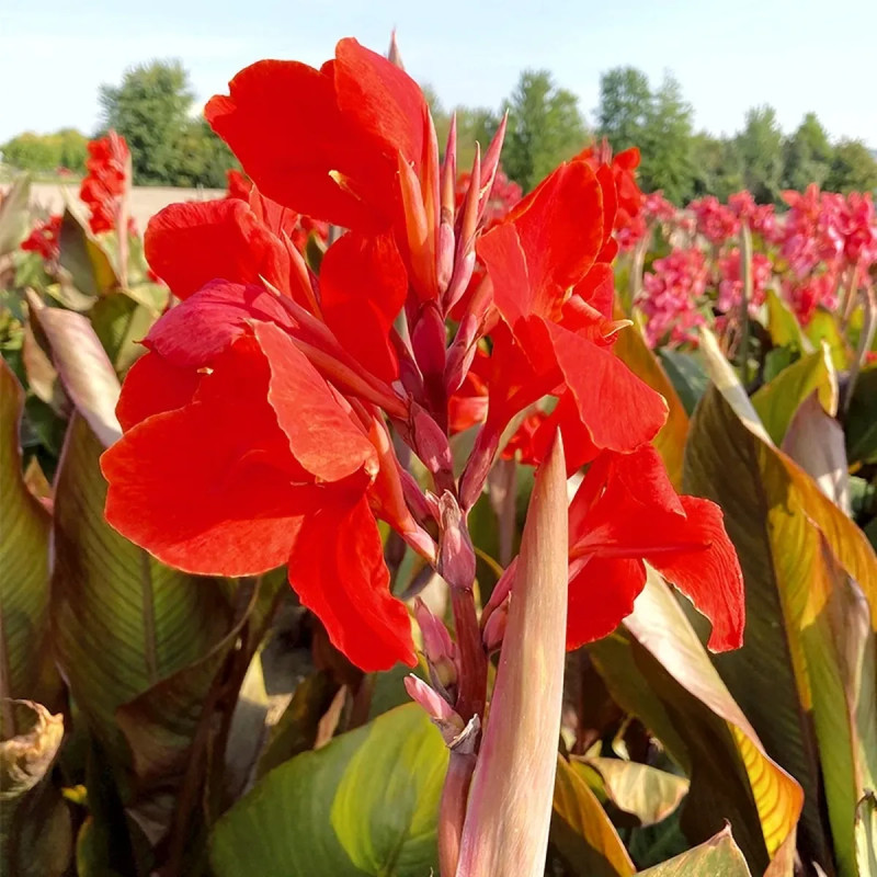 Canna 'Grandiose' - Balisier 100 cm | Achat direct au producteur