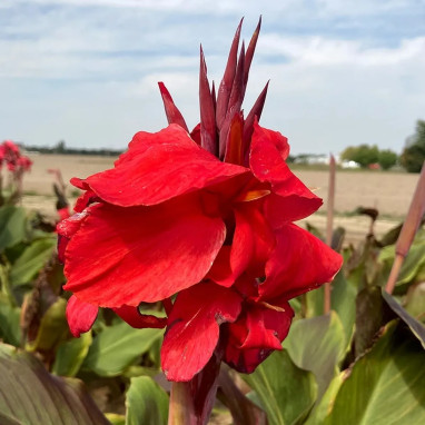 Canna 'Montaigne' - Balisier | Achat direct au producteur