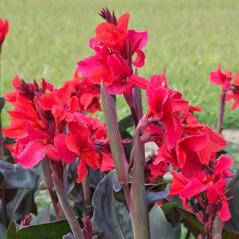 Canna 'Montaigne' - Balisier | Achat direct au producteur