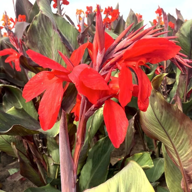 Canna 'Feu Magique' - Canna indica | Achat direct au producteur