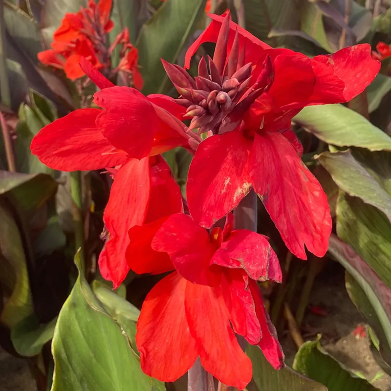 Canna 'Feu Magique' - Canna indica | Achat direct au producteur