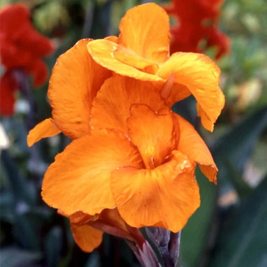Canna 'Liberté' - Canna indica | Achat direct au producteur