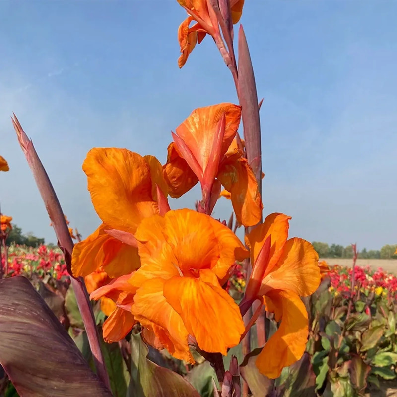 Canna 'Liberté' - Canna indica | Achat direct au producteur