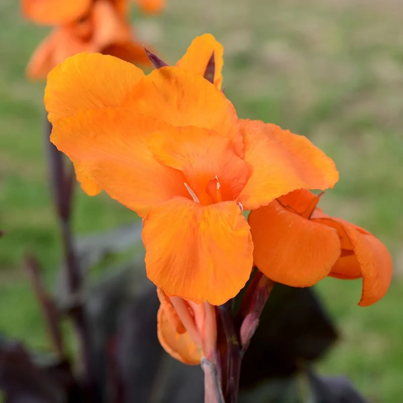 Canna 'Liberté' - Canna indica | Achat direct au producteur