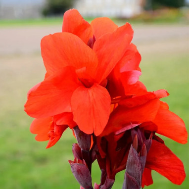 Canna 'Triomphe' - Balisier haut | Achat direct au producteur