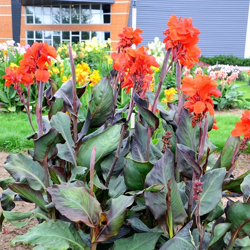 Canna 'Triomphe' - Balisier haut | Achat direct au producteur