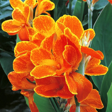 Canna 'Carnaval' - Balisier haut | Achat direct au producteur