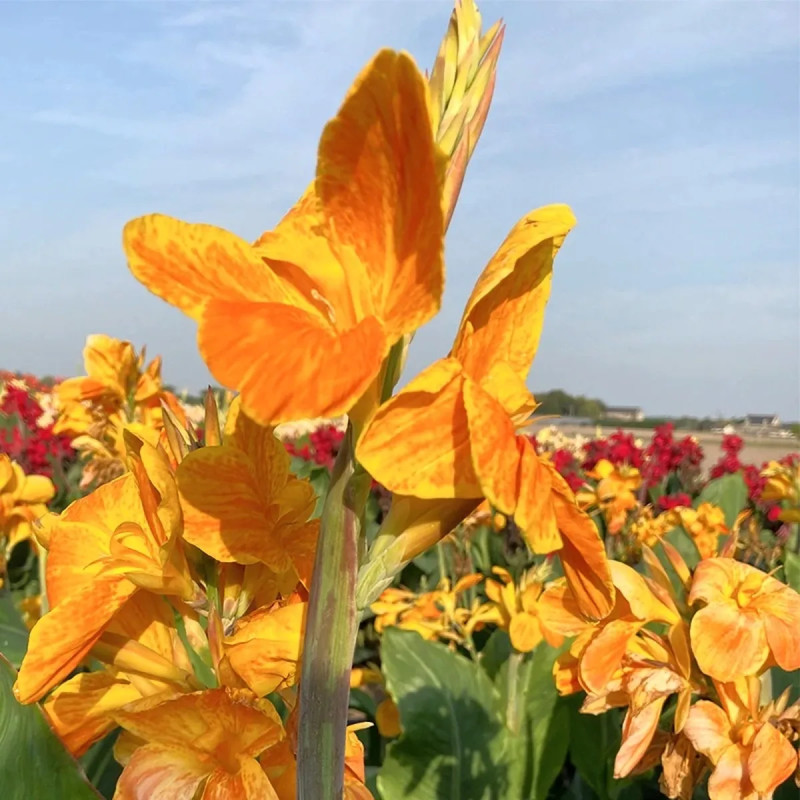Canna 'Carnaval' - Balisier haut | Achat direct au producteur