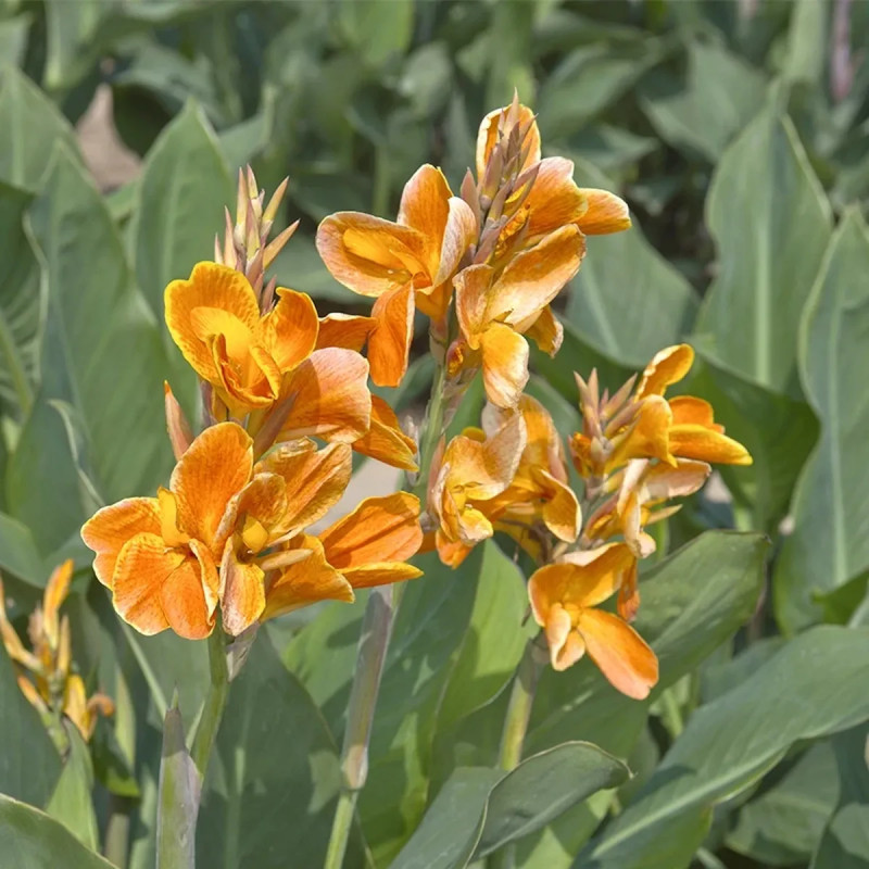 Canna 'Carnaval' - Balisier haut | Achat direct au producteur