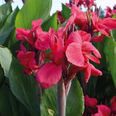 Canna Haut Centenaire - Canna indica | Achat direct au producteur