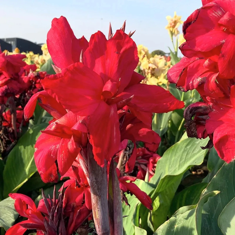 Canna Haut Centenaire - Canna indica | Achat direct au producteur