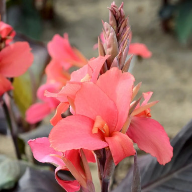 Canna 'Saladin' - Balisier haut | Achat direct au producteur
