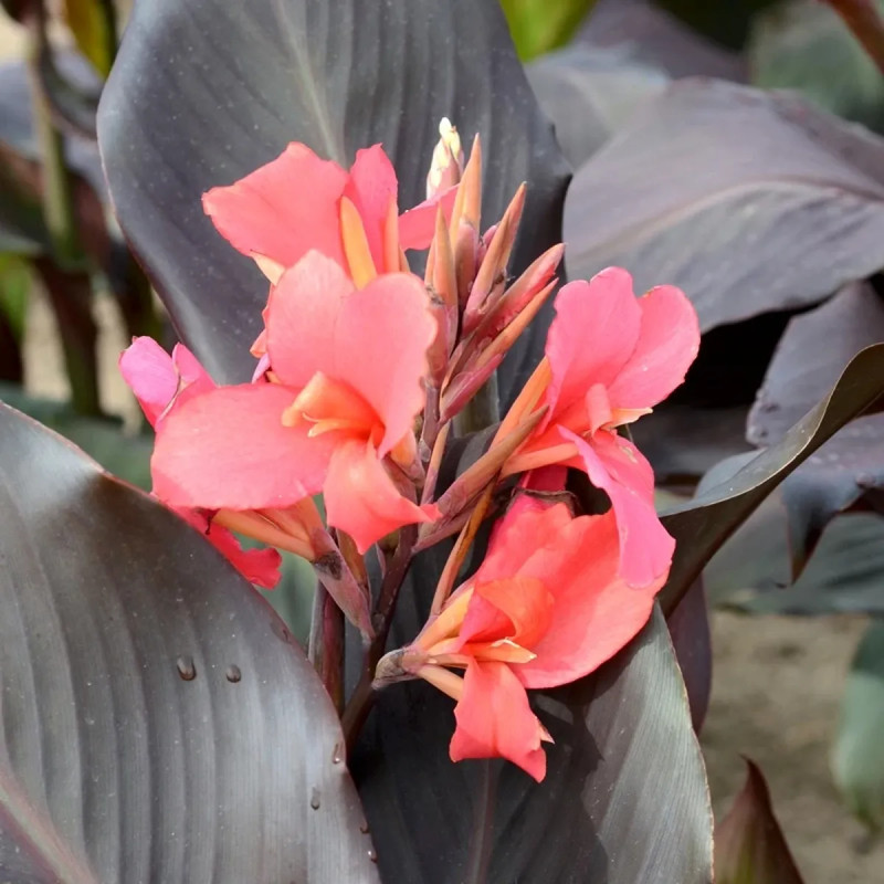 Canna 'Saladin' - Balisier haut | Achat direct au producteur