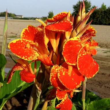 Canna 'Calimero' - Balisier jaune | Achat direct au producteur