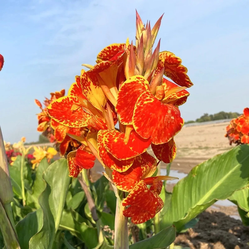 Canna 'Calimero' - Balisier jaune | Achat direct au producteur