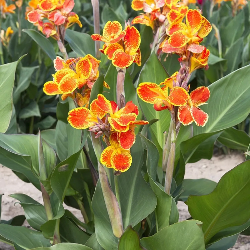 Canna 'Calimero' - Balisier jaune | Achat direct au producteur