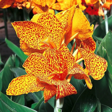 Canna 'En Avant' - Balisier | Achat direct au producteur