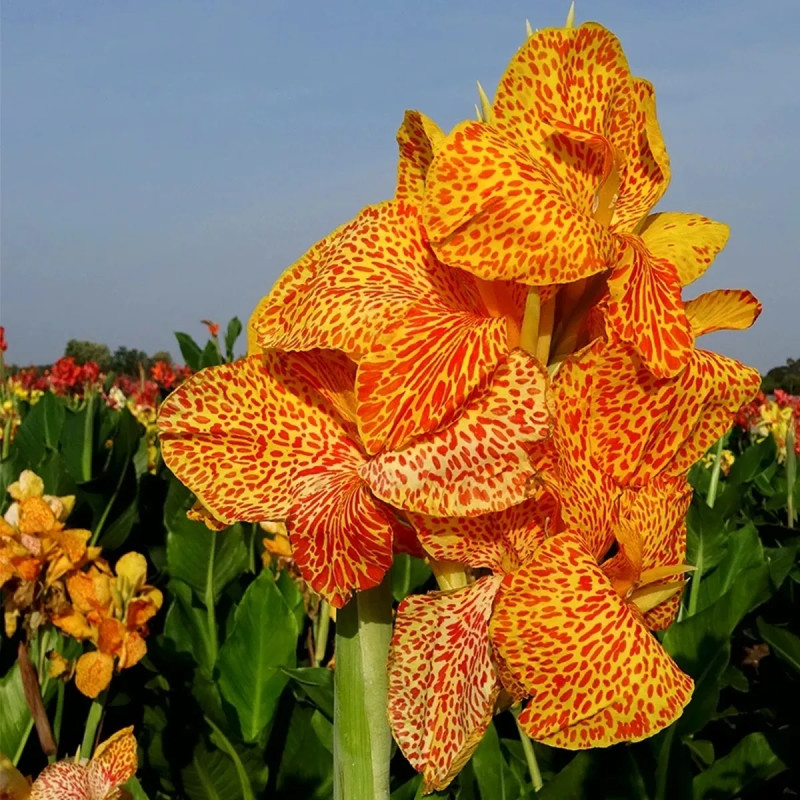 Canna 'En Avant' - Balisier | Achat direct au producteur