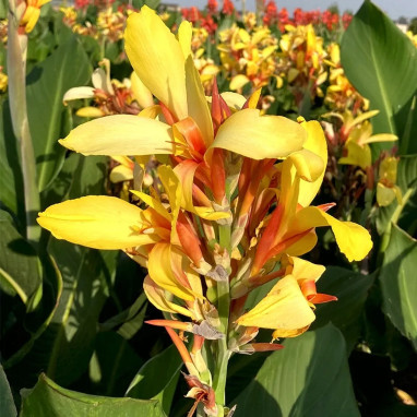Canna 'Fiesta' - Balisier | Achat direct au producteur