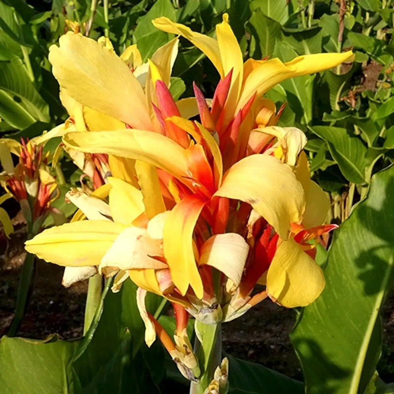 Canna 'Fiesta' - Balisier | Achat direct au producteur