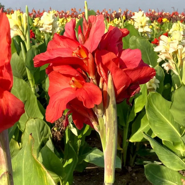 Canna 'Louis Cayeux' - Balisier | Achat direct au producteur