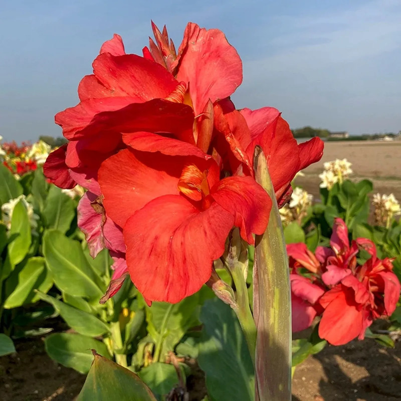 Canna 'Louis Cayeux' - Balisier | Achat direct au producteur