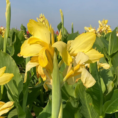 Canna 'Oiseau d'Or' - Balisier | Achat direct au producteur
