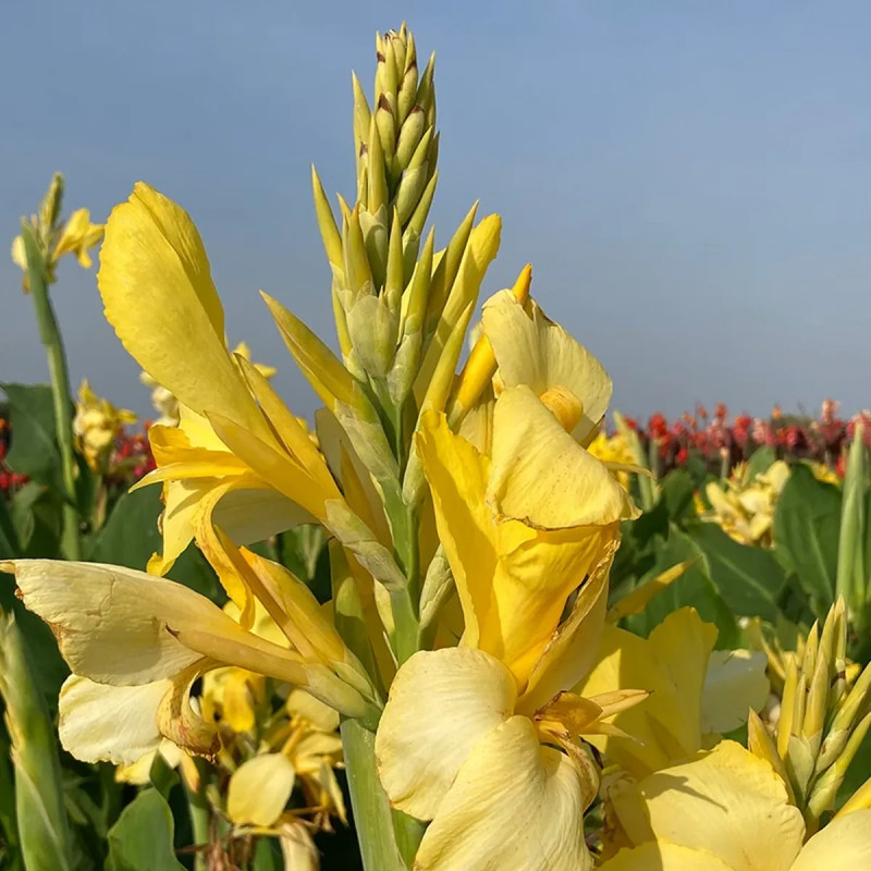 Canna 'Oiseau d'Or' - Balisier | Achat direct au producteur