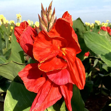 Canna 'Oiseau de Feu' - Canna indica | Achat direct au producteur
