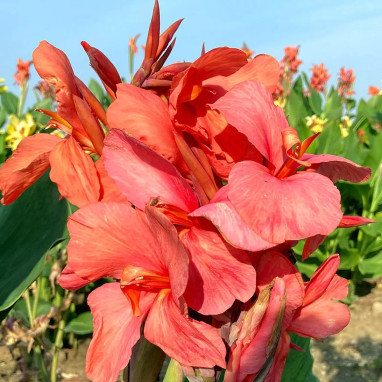 Canna 'Extase' - Balisier haut | Achat direct au producteur