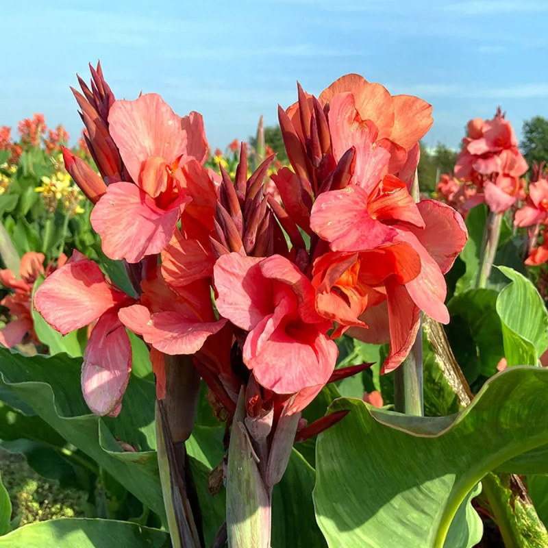 Canna 'Extase' - Balisier haut | Achat direct au producteur