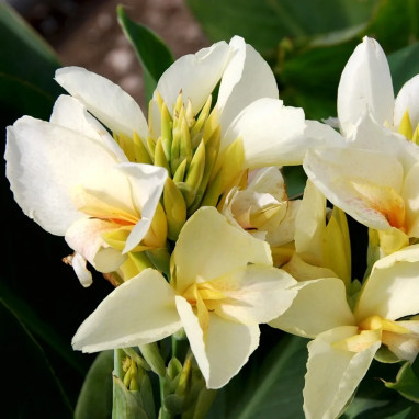 Canna 'Niagara' - Balisier | Achat direct au producteur