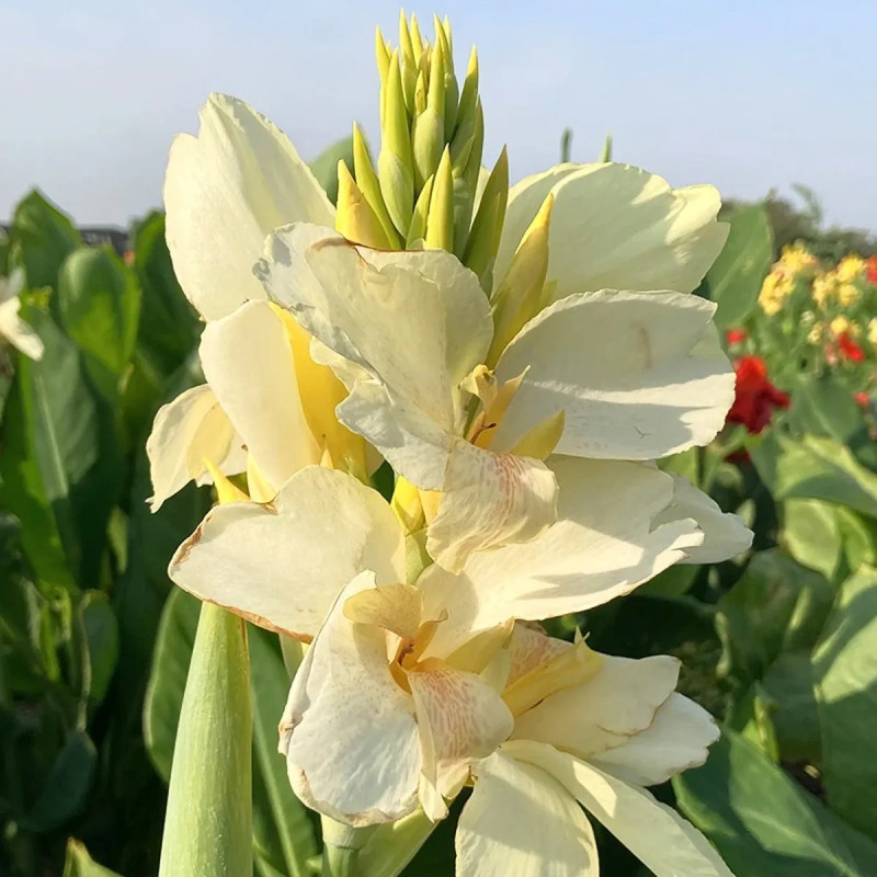 Canna 'Niagara' - Balisier | Achat direct au producteur