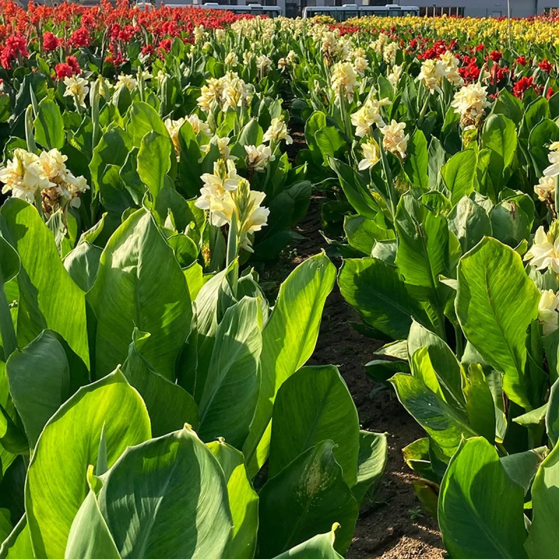 Canna 'Niagara' - Balisier | Achat direct au producteur