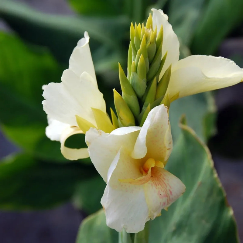 Canna 'Niagara' - Balisier | Achat direct au producteur