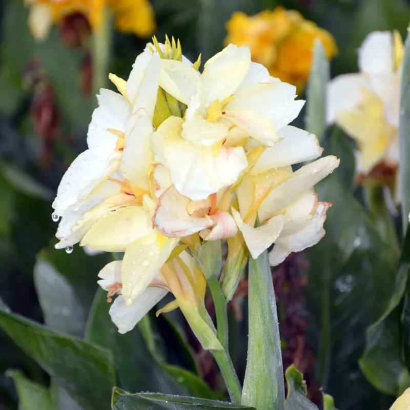 Canna 'Niagara' - Balisier | Achat direct au producteur