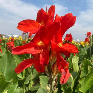 Canna 'Picador' - Balisier haut | Achat direct au producteur
