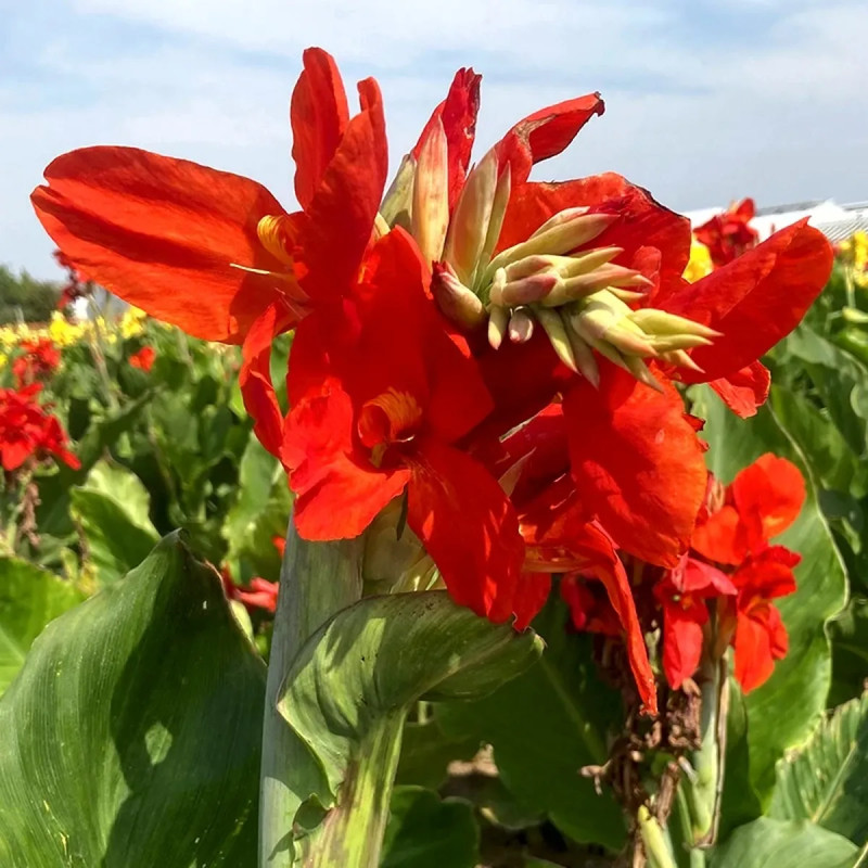 Canna 'Picador' - Balisier haut | Achat direct au producteur