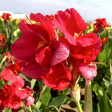 Canna 'Prince Charmant' - Balisier | Achat direct au producteur
