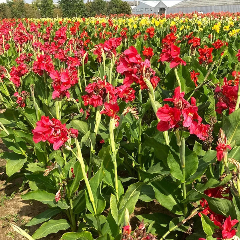 Canna 'Prince Charmant' - Balisier | Achat direct au producteur
