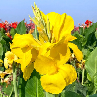 Canna 'Panama' - Balisier | Achat direct au producteur