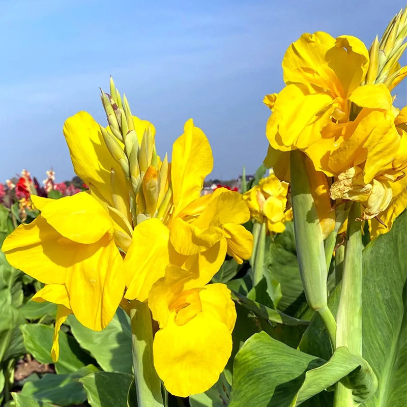 Canna 'Panama' - Balisier | Achat direct au producteur