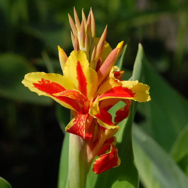 Canna 'Reine Charlotte' - Balisier | Achat direct au producteur