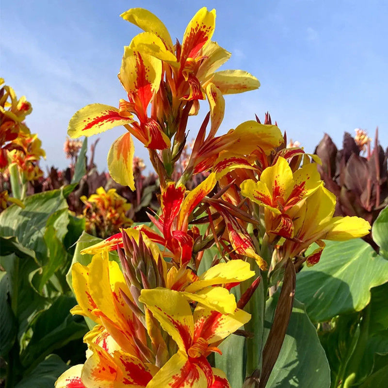 Canna 'Reine Charlotte' - Balisier | Achat direct au producteur