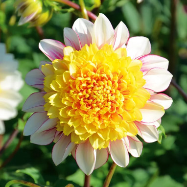 Dahlia alvéolé 'Polka' - Dahlia | Achat direct au producteur