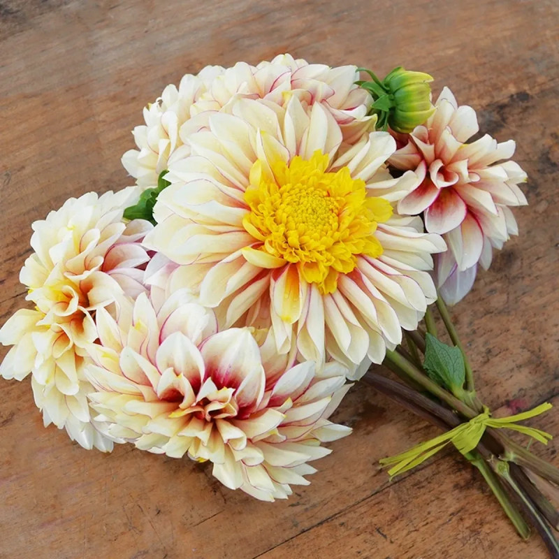 Dahlia alvéolé 'Polka' - Dahlia | Achat direct au producteur