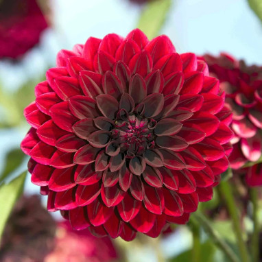 Dahlia Balle 'Faro' - Dahlia | Achat direct au producteur